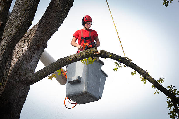 Reliable Holladay, UT Tree Service Solutions